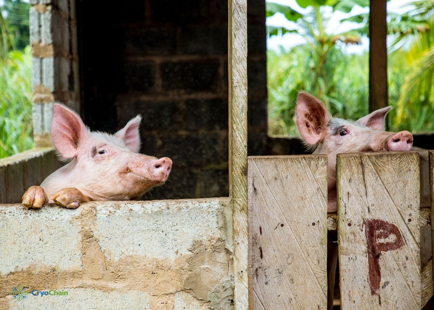 Pigs raised at a farm in Ghana