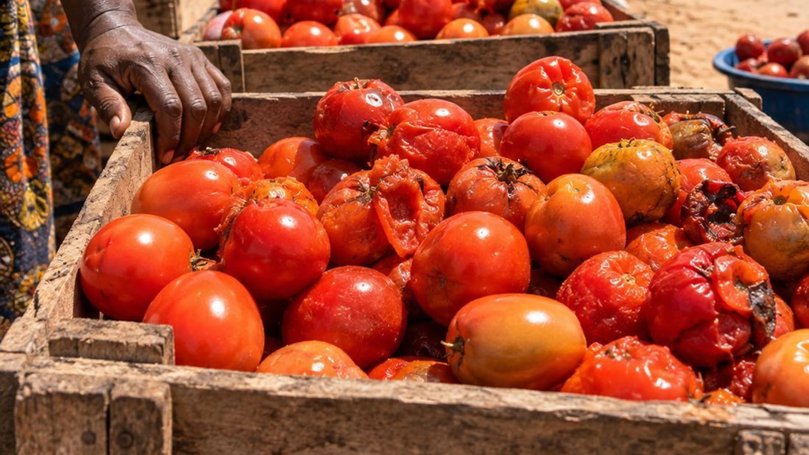 Crates of tomatoes softening in the sun at a roadside market